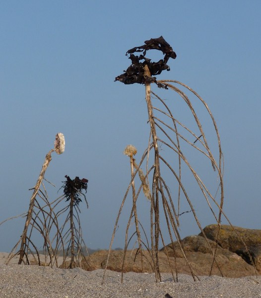 Jardin du vent sur l'île de Tatihou - Wind garden on Tatihou Island