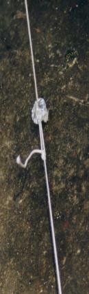 brides attach&eacute;es - fixed bridles