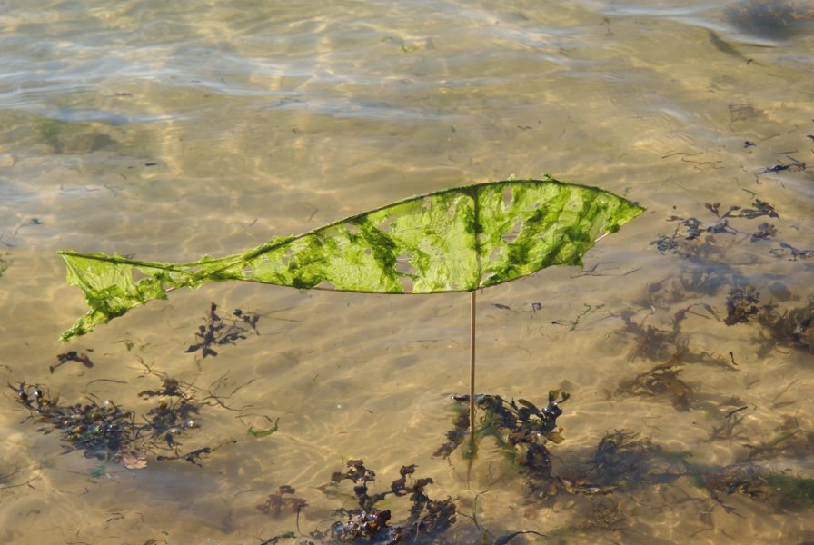 Marée ... verte - Green tidal wave