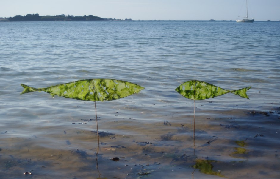 Marée ... verte - Green tidal wave